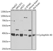 Cyclophilin 40 Rabbit pAb