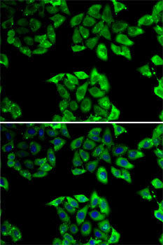 Cyclophilin 40 Rabbit pAb