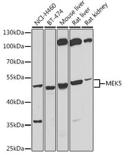 MEK5 Rabbit pAb