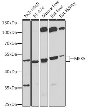 MEK5 Rabbit pAb