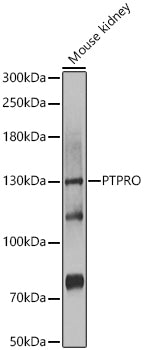 PTPRO Rabbit pAb