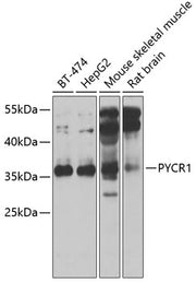 PYCR1 Rabbit pAb