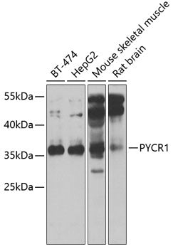 PYCR1 Rabbit pAb