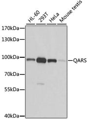 QARS Rabbit pAb