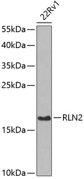 RLN2 Rabbit pAb