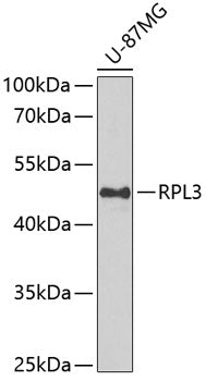 RPL3 Rabbit pAb