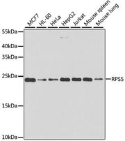RPS5 Rabbit pAb