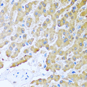 CCL8 Rabbit pAb