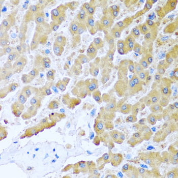 CCL8 Rabbit pAb