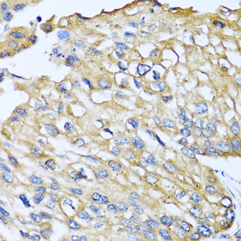 CCL8 Rabbit pAb