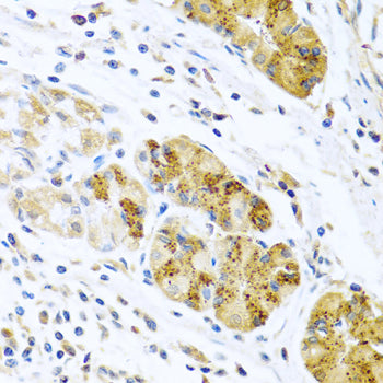 CCL8 Rabbit pAb