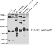 Delta-sarcoglycan (SGCD) Rabbit pAb