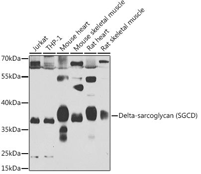Delta-sarcoglycan (SGCD) Rabbit pAb