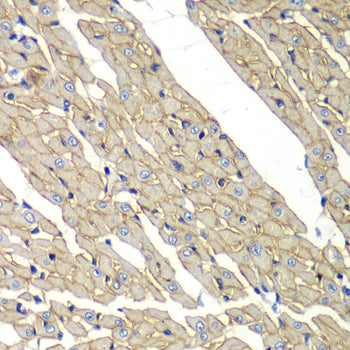 Delta-sarcoglycan (SGCD) Rabbit pAb