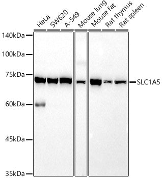SLC1A5 Rabbit pAb