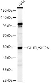 GLUT1/SLC2A1 Rabbit pAb