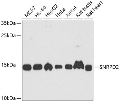 SNRPD2 Rabbit pAb