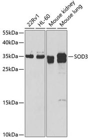 SOD3 Rabbit pAb