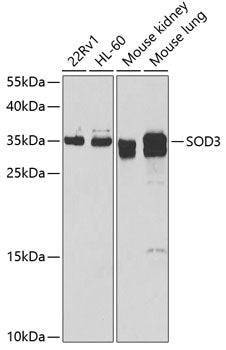 SOD3 Rabbit pAb