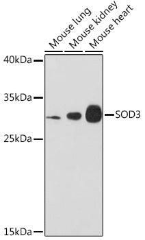 SOD3 Rabbit pAb