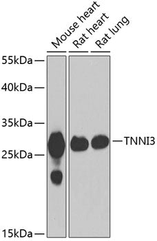 Cardiac Troponin I (TNNI3) Rabbit pAb