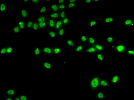 ZNF148 Rabbit pAb