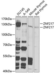 ZNF217 Rabbit pAb