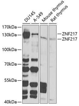 ZNF217 Rabbit pAb