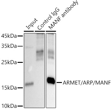 ARMET/ARP/MANF Rabbit pAb