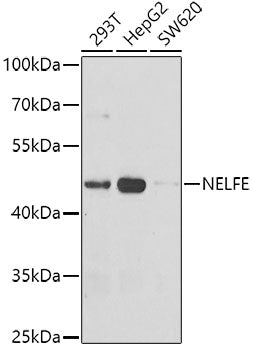 NELFE Rabbit pAb