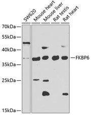 FKBP6 Rabbit pAb