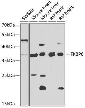 FKBP6 Rabbit pAb