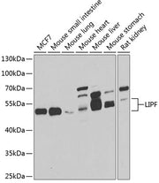 LIPF Rabbit pAb