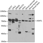 ASMTL Rabbit pAb