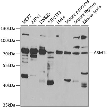 ASMTL Rabbit pAb