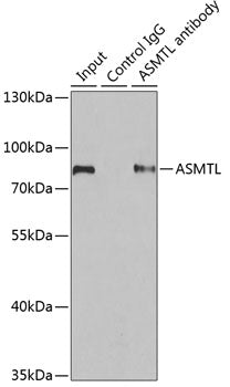 ASMTL Rabbit pAb