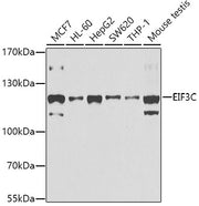 EIF3C Rabbit pAb
