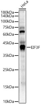 EIF3F Rabbit pAb