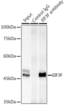 EIF3F Rabbit pAb