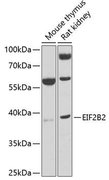 EIF2B2 Rabbit pAb