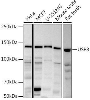 USP8 Rabbit pAb