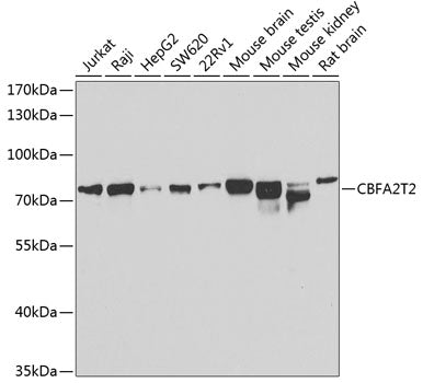 CBFA2T2 Rabbit pAb