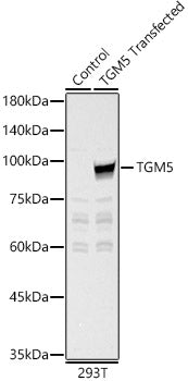 TGM5 Rabbit pAb