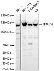EFTUD2 Rabbit pAb
