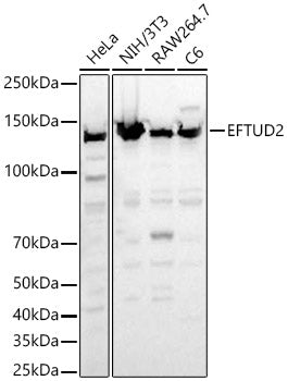 EFTUD2 Rabbit pAb