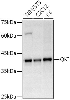 QKI Rabbit pAb
