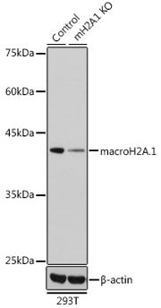 [KO Validated] macroH2A.1 Rabbit pAb