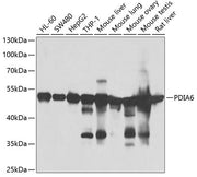PDIA6 Rabbit pAb