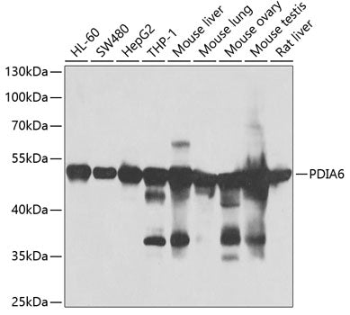 PDIA6 Rabbit pAb