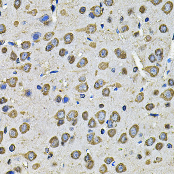 PDIA6 Rabbit pAb